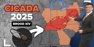 Cicadas 2025