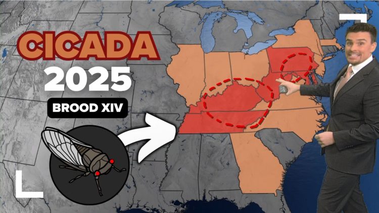 Cicadas 2025