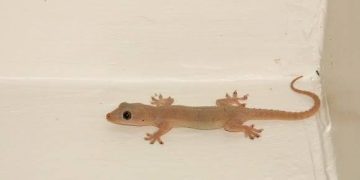 Wall Geckos