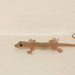 Wall Geckos