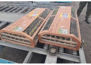 Over 1,600 live birds, including parrots and canaries, at Murtala Muhammed International Airport in Lagos