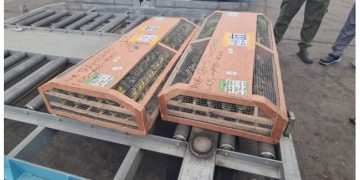 Over 1,600 live birds, including parrots and canaries, at Murtala Muhammed International Airport in Lagos