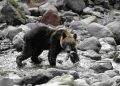A brown bear hunts salmon on Shiretoko river in Hokkaido, Japan. A hunter has gone missing after a spate of bear attacks across the country.