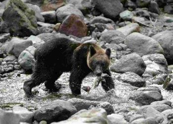 A brown bear hunts salmon on Shiretoko river in Hokkaido, Japan. A hunter has gone missing after a spate of bear attacks across the country.