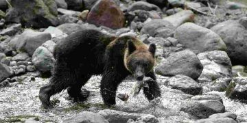 A brown bear hunts salmon on Shiretoko river in Hokkaido, Japan. A hunter has gone missing after a spate of bear attacks across the country.