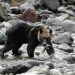 A brown bear hunts salmon on Shiretoko river in Hokkaido, Japan. A hunter has gone missing after a spate of bear attacks across the country.