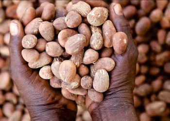 Shea Nut