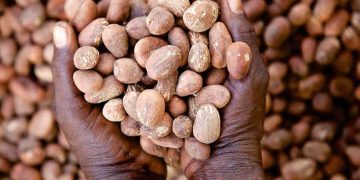 Shea Nut