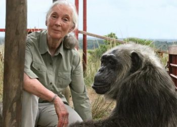 Jane Goodall, Pioneer Of Chimpanzee Research And Wildlife Advocacy, Dies At 91