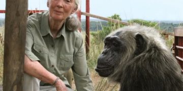 Jane Goodall, Pioneer Of Chimpanzee Research And Wildlife Advocacy, Dies At 91